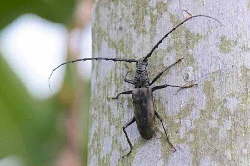 Hàm sắc khỏe giúp gấm nhấm vỏ cây