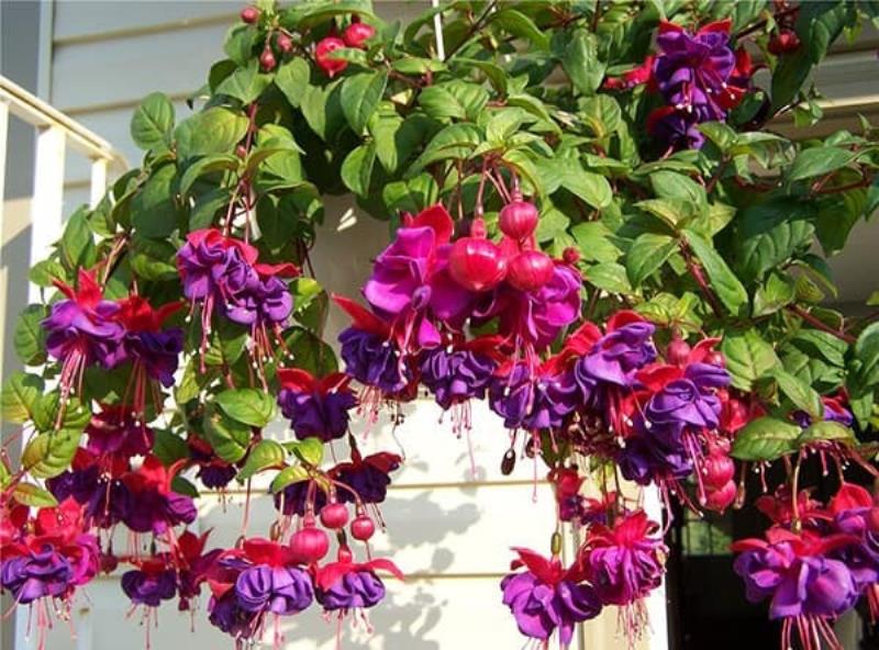 Đặc điểm của hoa lồng đèn