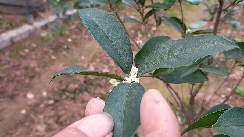 Đặc điểm của mộc hương