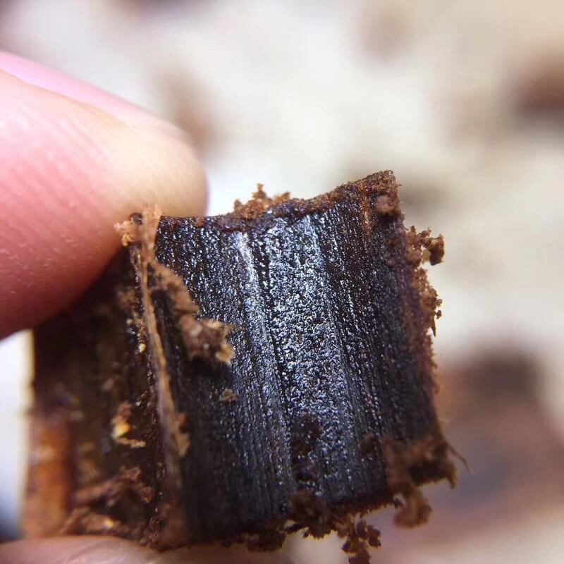 Kỳ Nam có những loại nào?