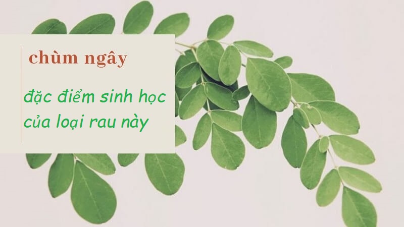 Đặc điểm của rau chùm ngây qua góc độ sinh học