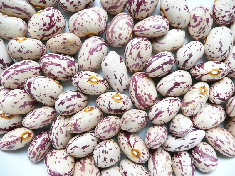 Đặc điểm của đậu cúc