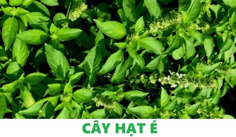 Đặc điểm sinh học của hạt é