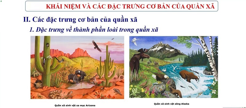 Đặc trưng cơ bản của quần xã