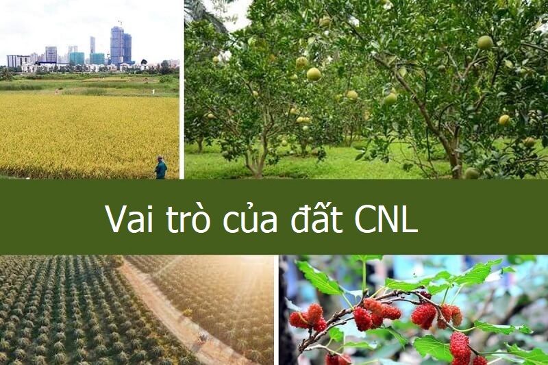 Đất CNL có thể trồng nhiều loại cây lâu năm cho giá trị kinh tế cao và tạo cảnh quan môi trường
