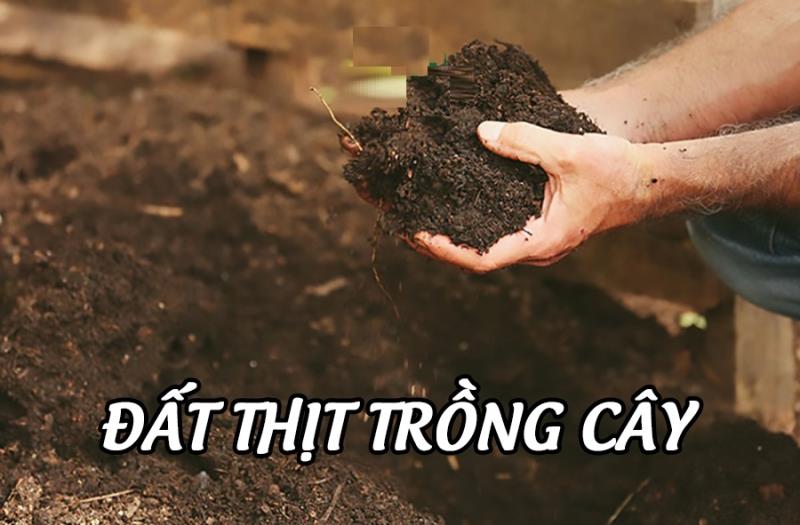 Đất trồng là đất thịt