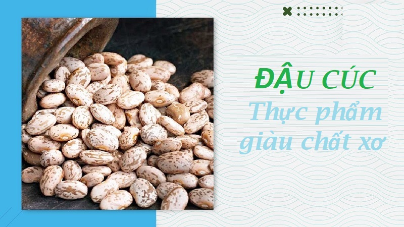 Trong đậu cúc có hàm lượng chất xơ dồi dào