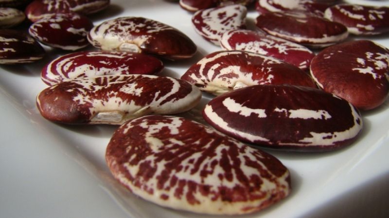 Đậu ngự là gì