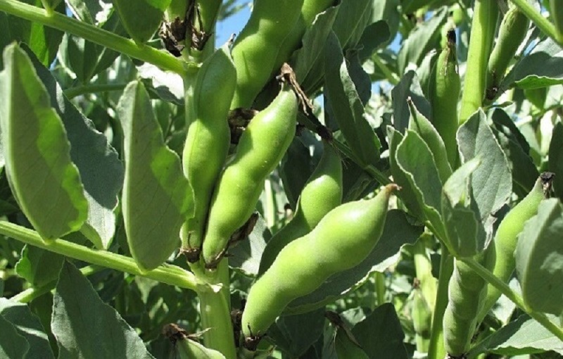 Công dụng của đậu tằm