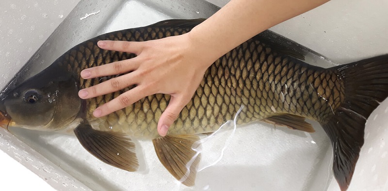 Làm thức ăn chăn nuôi