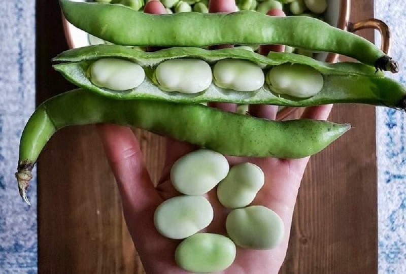 Đậu tằm là gì