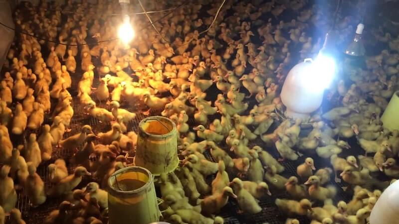 Sử dụng đèn giữ ấm cho vịt con