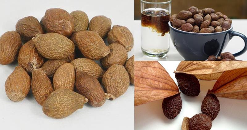 Điều trị chảy máu cam bằng hạt đười ươi