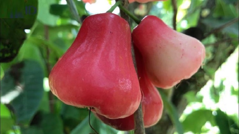 Điều trị tiểu đường