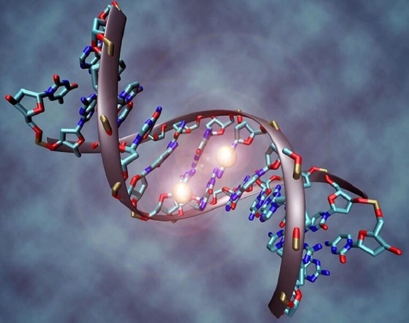 Cơ chế truyền tin của DNA