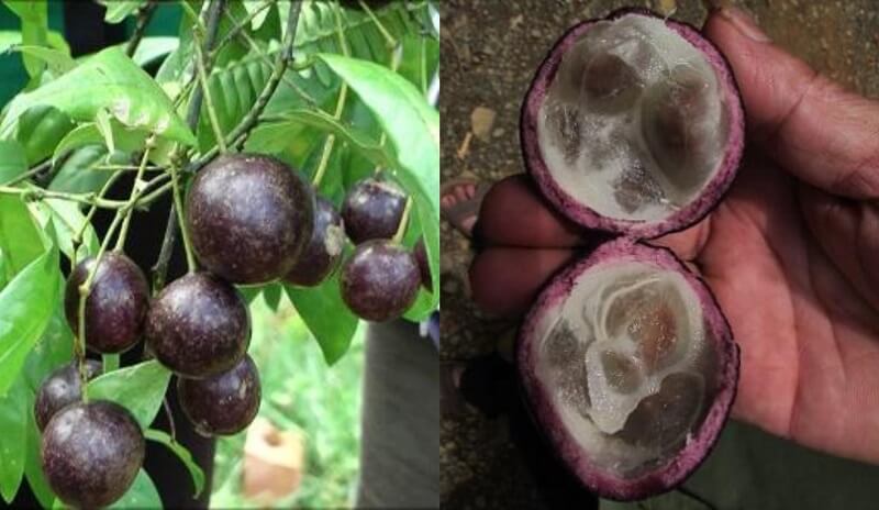 Độc có trong quả hồng châu có thể gây tử vong ở người