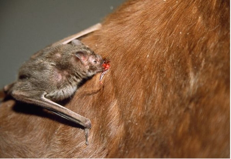 Dơi hút máu sống ở khu vực Nam Mỹ, Trung Đông