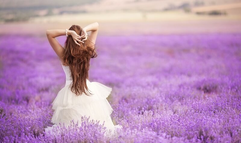 Những cánh đồng hoa oải hương bất tận ở Pháp