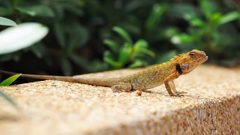 Không nên lạm dụng thức ăn đóng hộp cho kỳ nhông