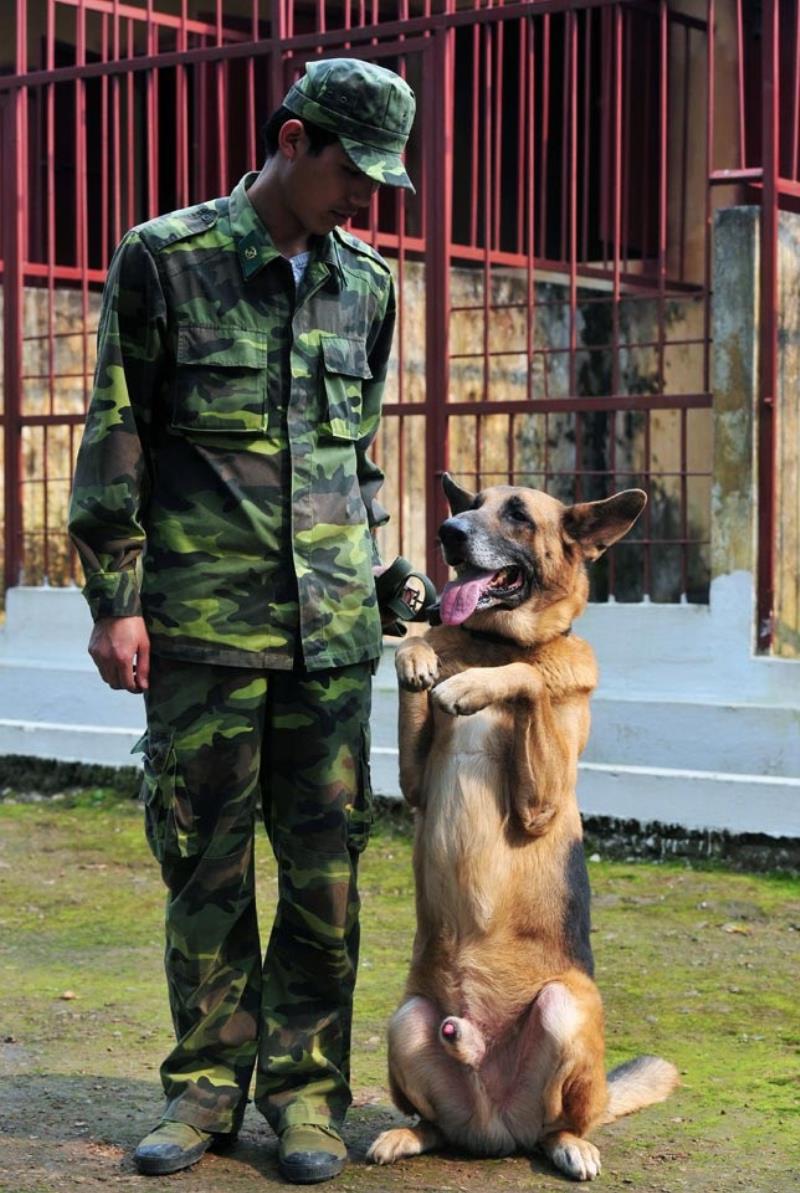 Chó nghiệp vụ đóng vai trò quan trọng