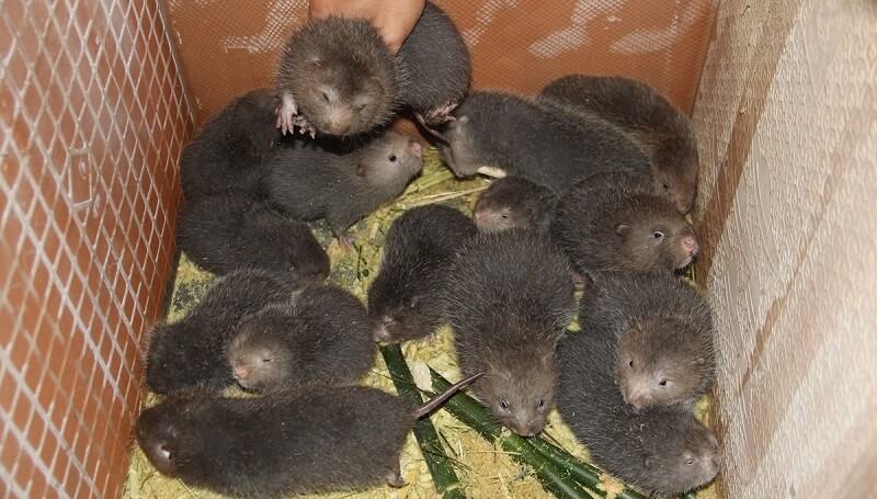 Dúi trong giai đoạnh từ 3 - 5 tháng