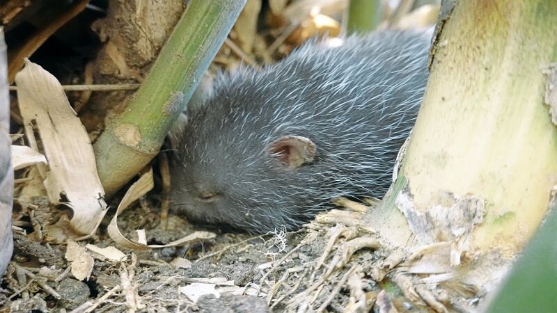 Đúi rất thích ăn rễ tre, mía