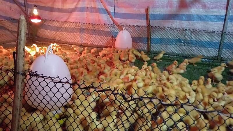 Dụng cụ cho vịt con ăn