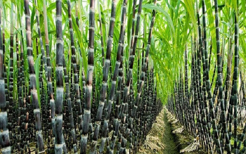 Loại đường được chế biến từ mía hoặc củ cải