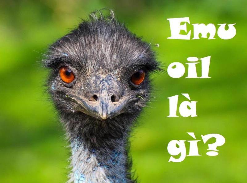 Tìm hiểu Emu oil là gì