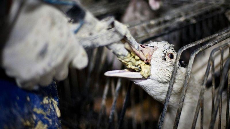 Những con ngỗng bị nhốt trong lồng và ép ăn