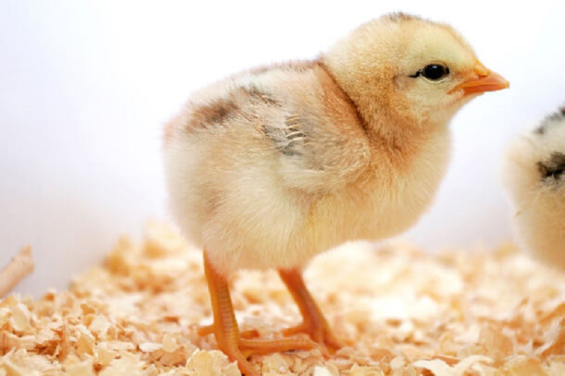 Gà con ăn gì khi mới nở?