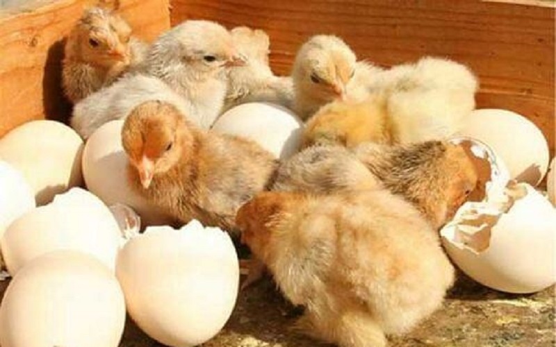 Thường xuyên vệ sinh chỗ ở cho gà con