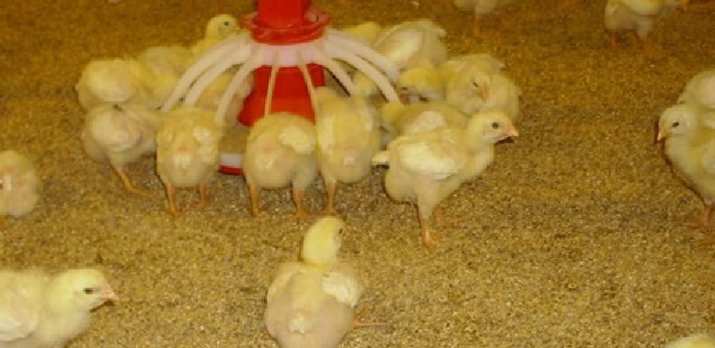 Gà từ 3-10 tuần tuổi