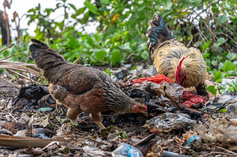 Không nên cho gà đi bới rác