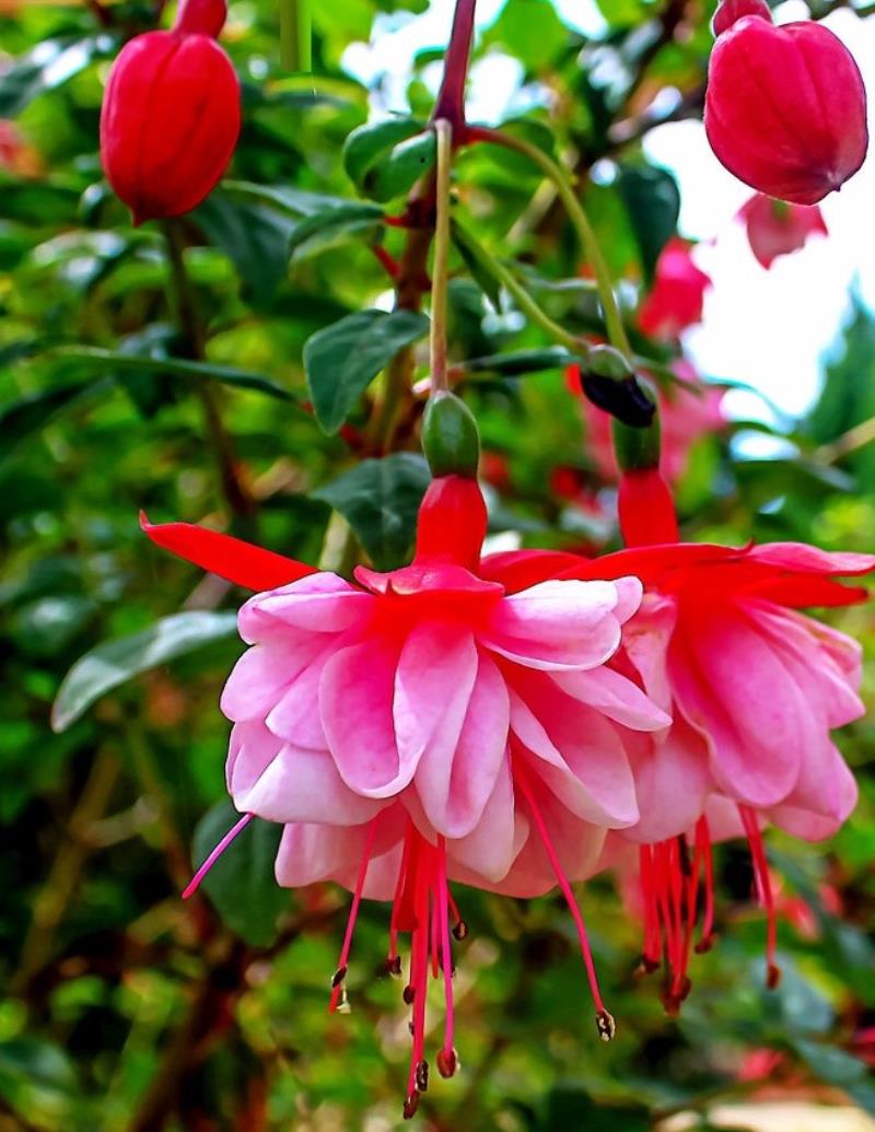 Hoa Fuchsia có gần 100 giống loài khác nhau