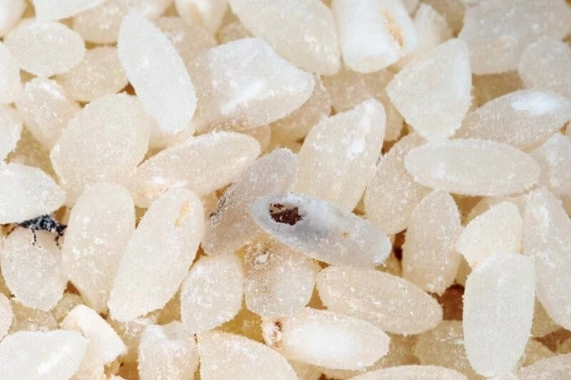 Gạo bị mọt có ăn được không