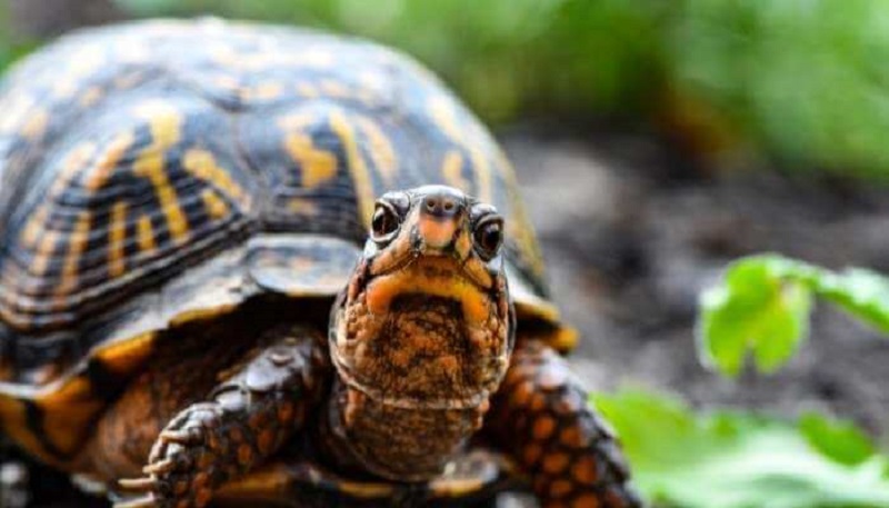 Rùa bò ngang đường có ý nghĩa ra sao