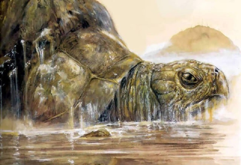 Sự linh thiêng của rùa