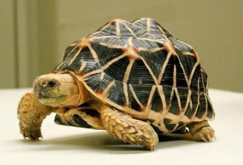 Thông tin cơ bản về loài rùa