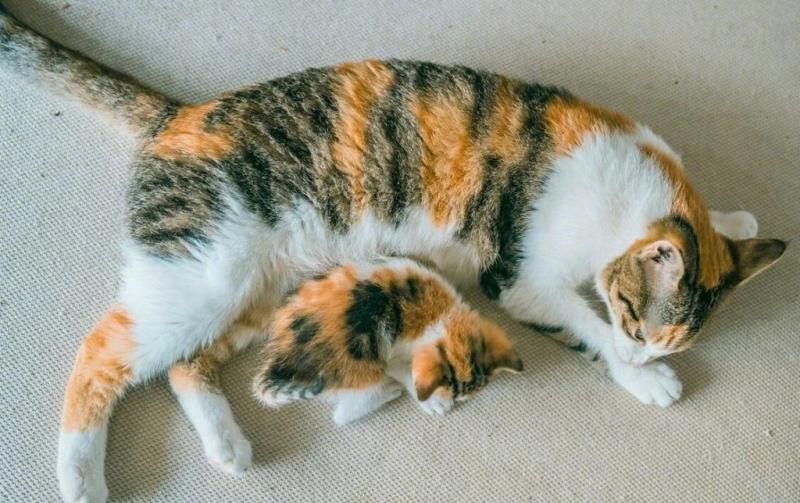 Mèo tam thể có giá khác nhau tùy thuộc nhiều yếu tố