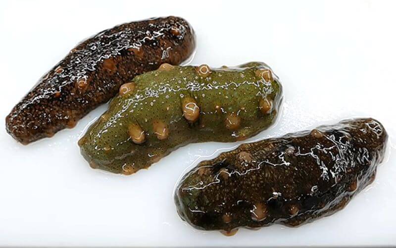 Giá sâm biển hiện nay là bao nhiêu?