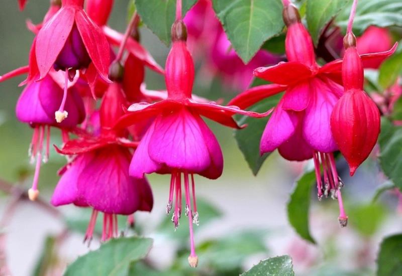 Ứng dụng cây hoa lồng đèn