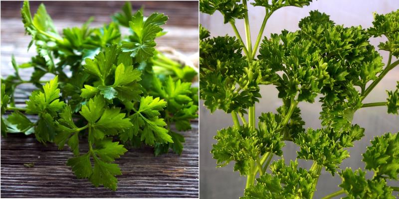 Giá trị dinh dưỡng trong ngò tây