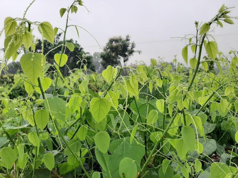 Giá trị dinh dưỡng trong rau bò khai