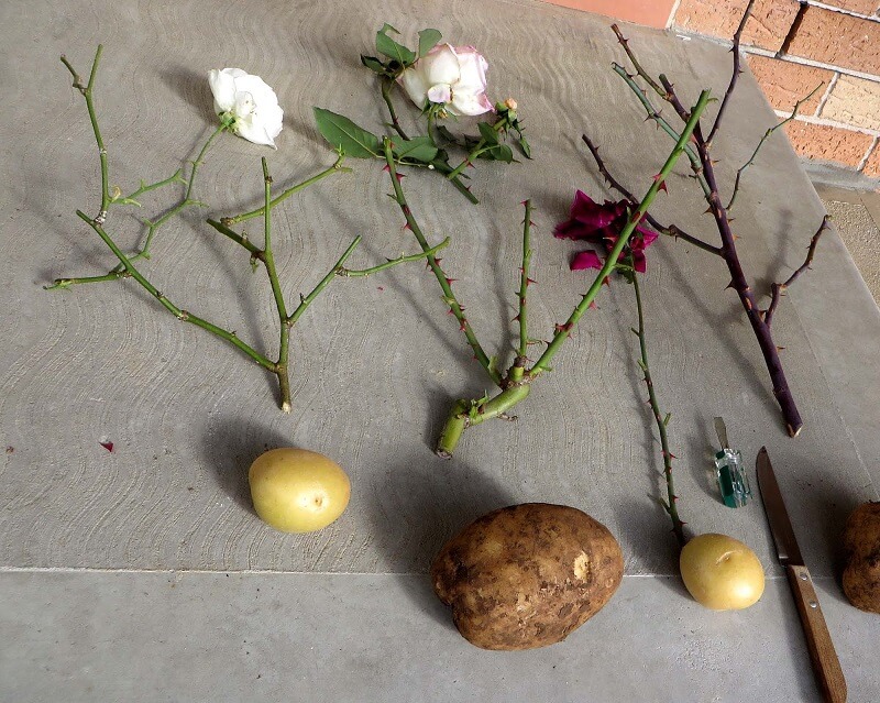 Khoai tây mọc mầm có thể được dùng để giâm cành