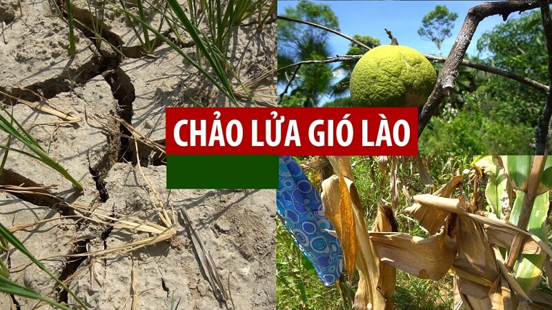 Những tác động của gió Lào