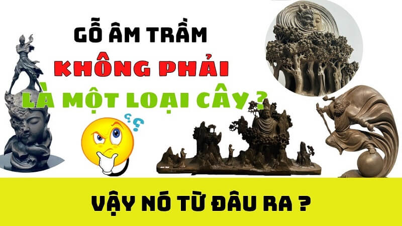 Nguồn gốc hình thành gỗ âm trầm