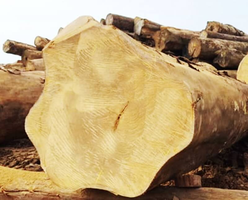 Gỗ cẩm vàng được xếp loại vô cùng quý hiếm