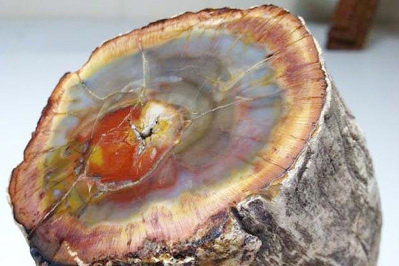 Cơ thể sinh vật còn nguyên vẹn mới có thể hình thành hóa thạch