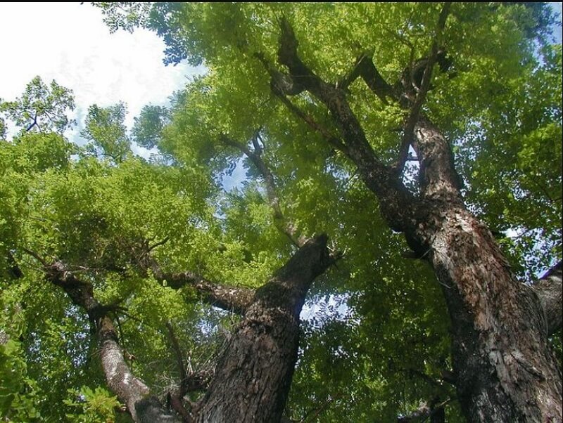 Vì sao gọi là hương huyết